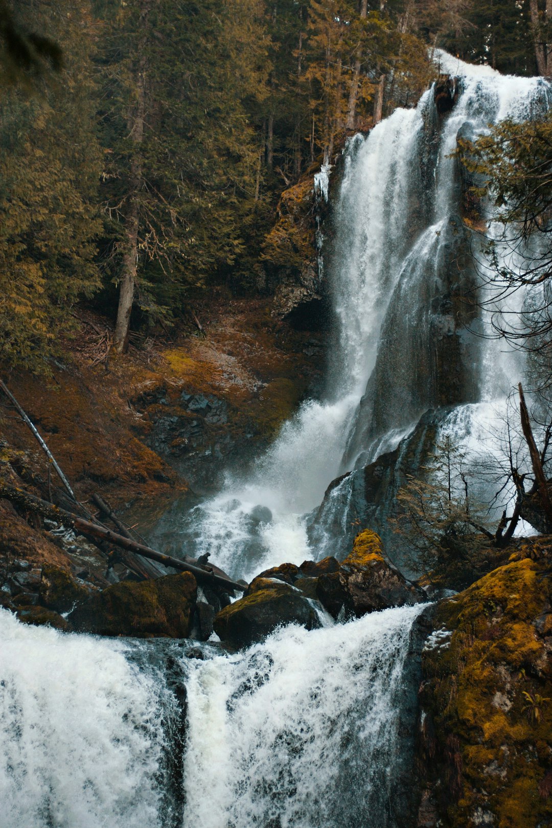 waterfalls in forest during daytime