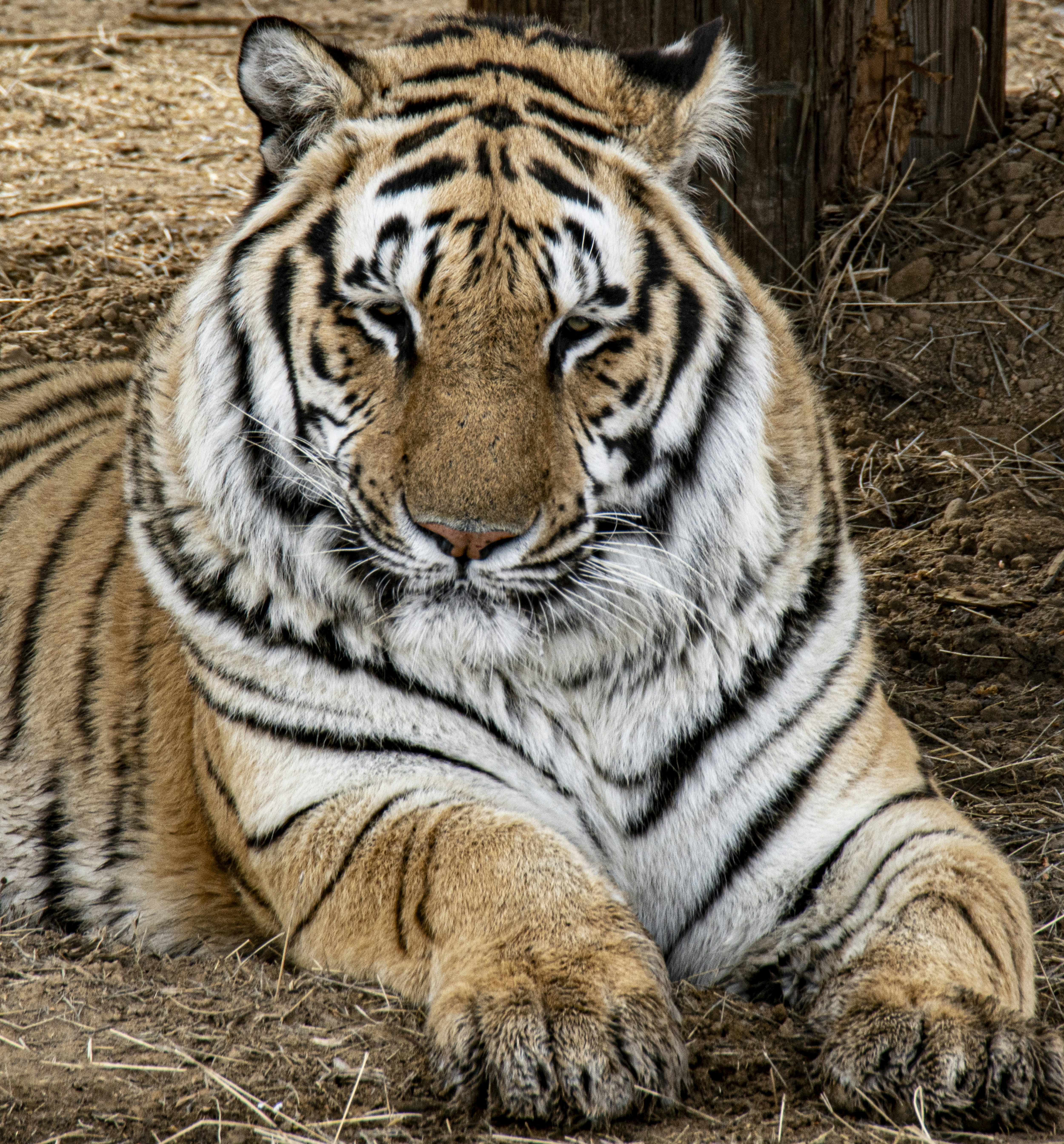 tigre-deitado-na-grama-marrom-durante-o-dia-foto-imagem-gr-tis-sobre