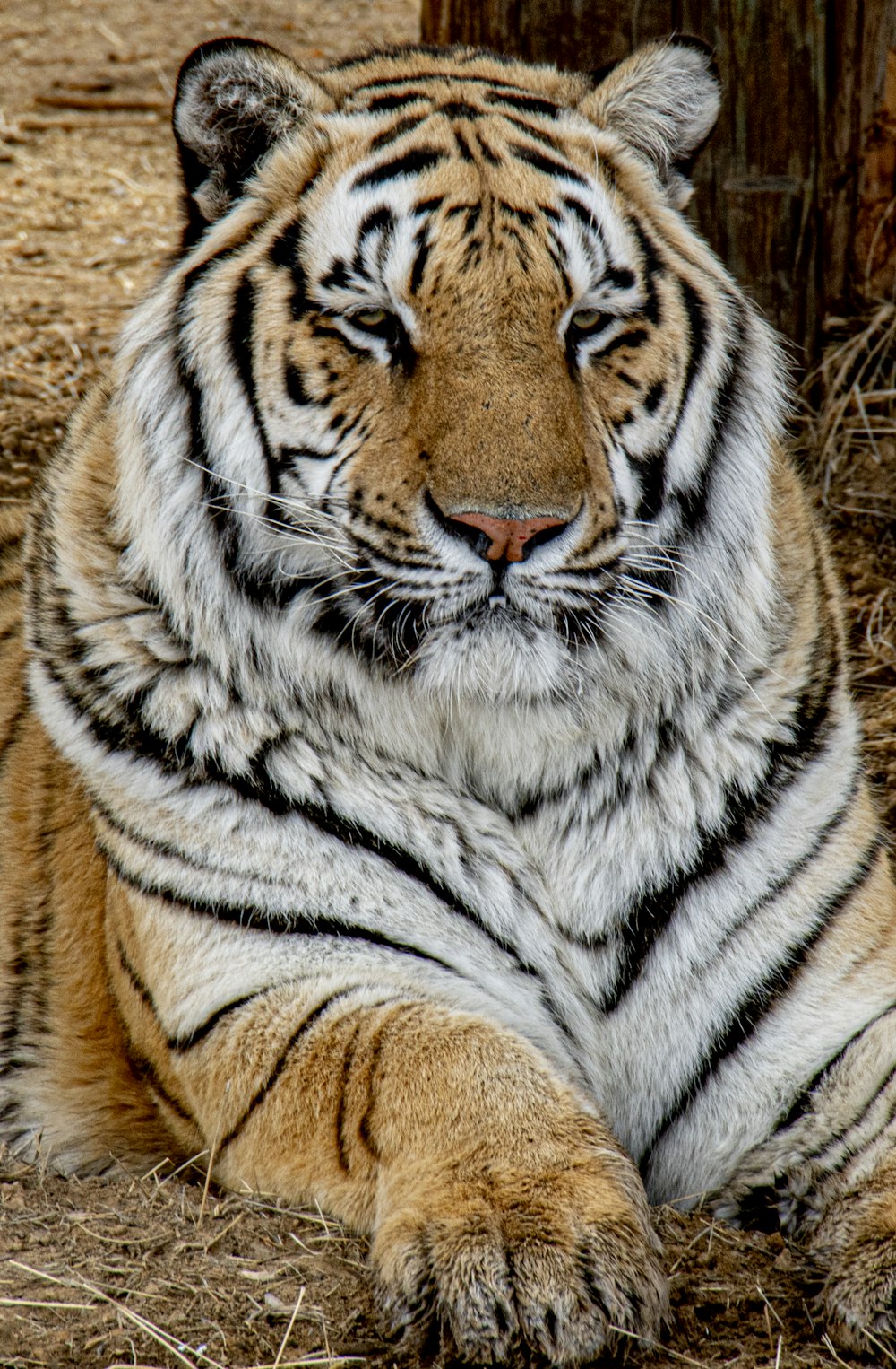 tiger lying on brown sand