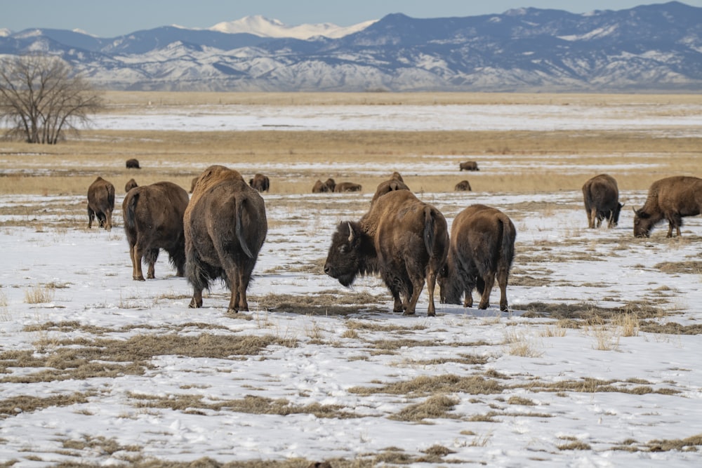 brown bison on white sand during daytime