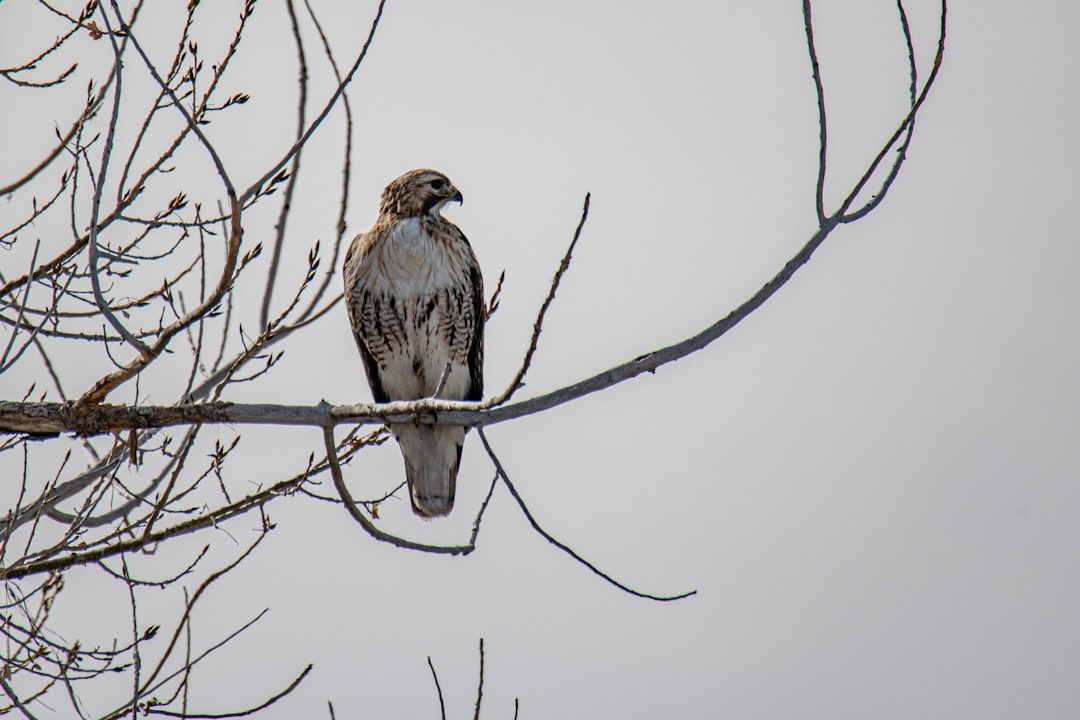 brown and white bird on bare tree during daytime