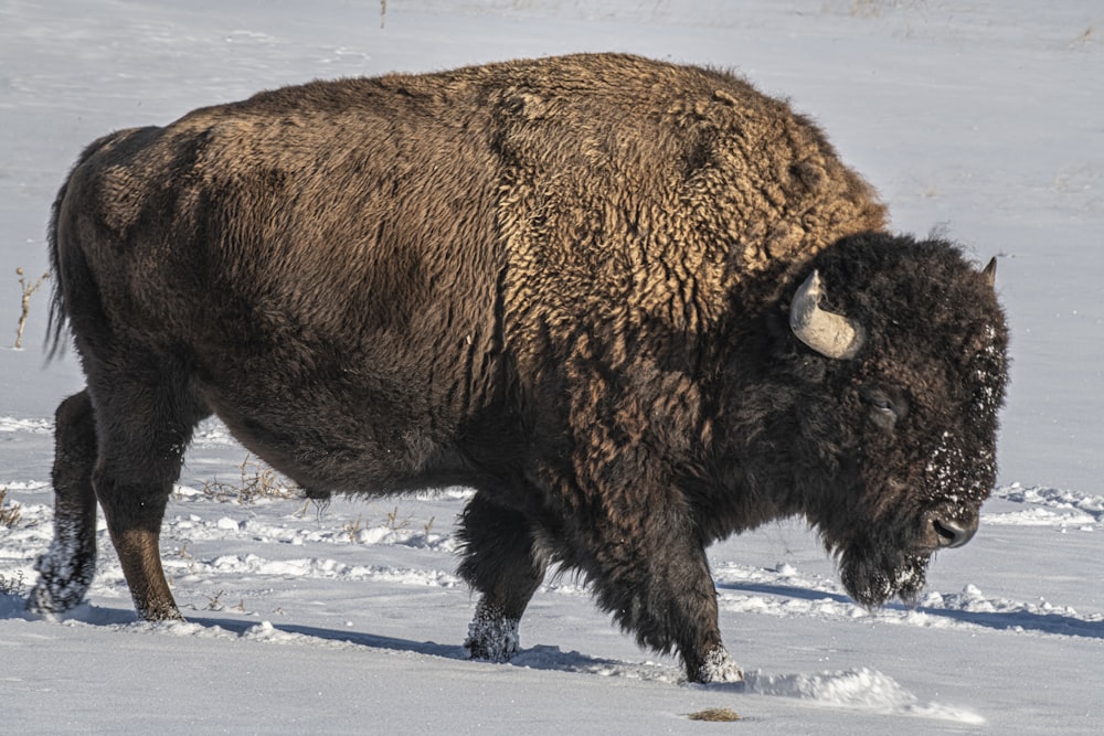 brown animal on snow covered ground during daytime