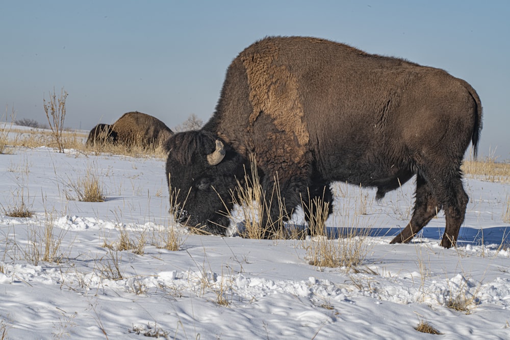 brown animal on snow covered field during daytime