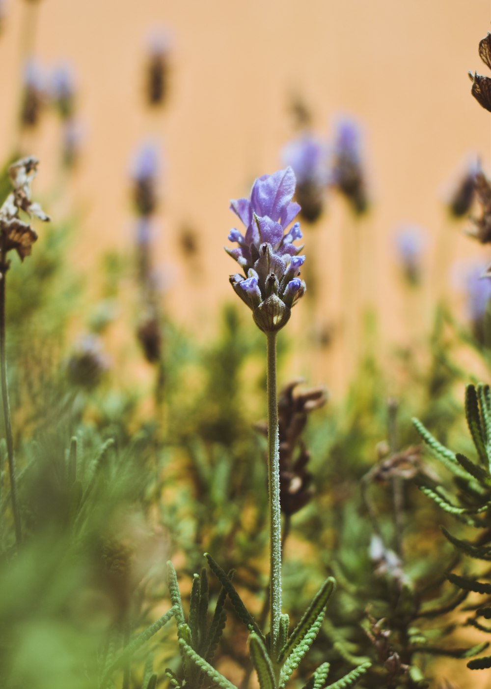 purple flower in tilt shift lens