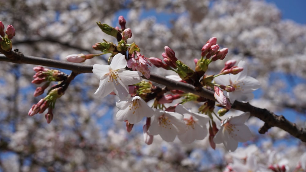 white cherry blossom in close up photography