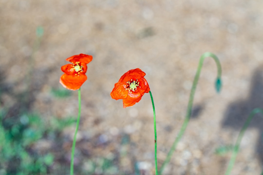 orange flower in tilt shift lens