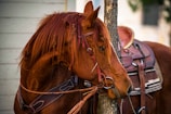brown horse with brown leather horse saddle