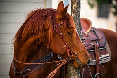 brown horse with brown leather horse saddle