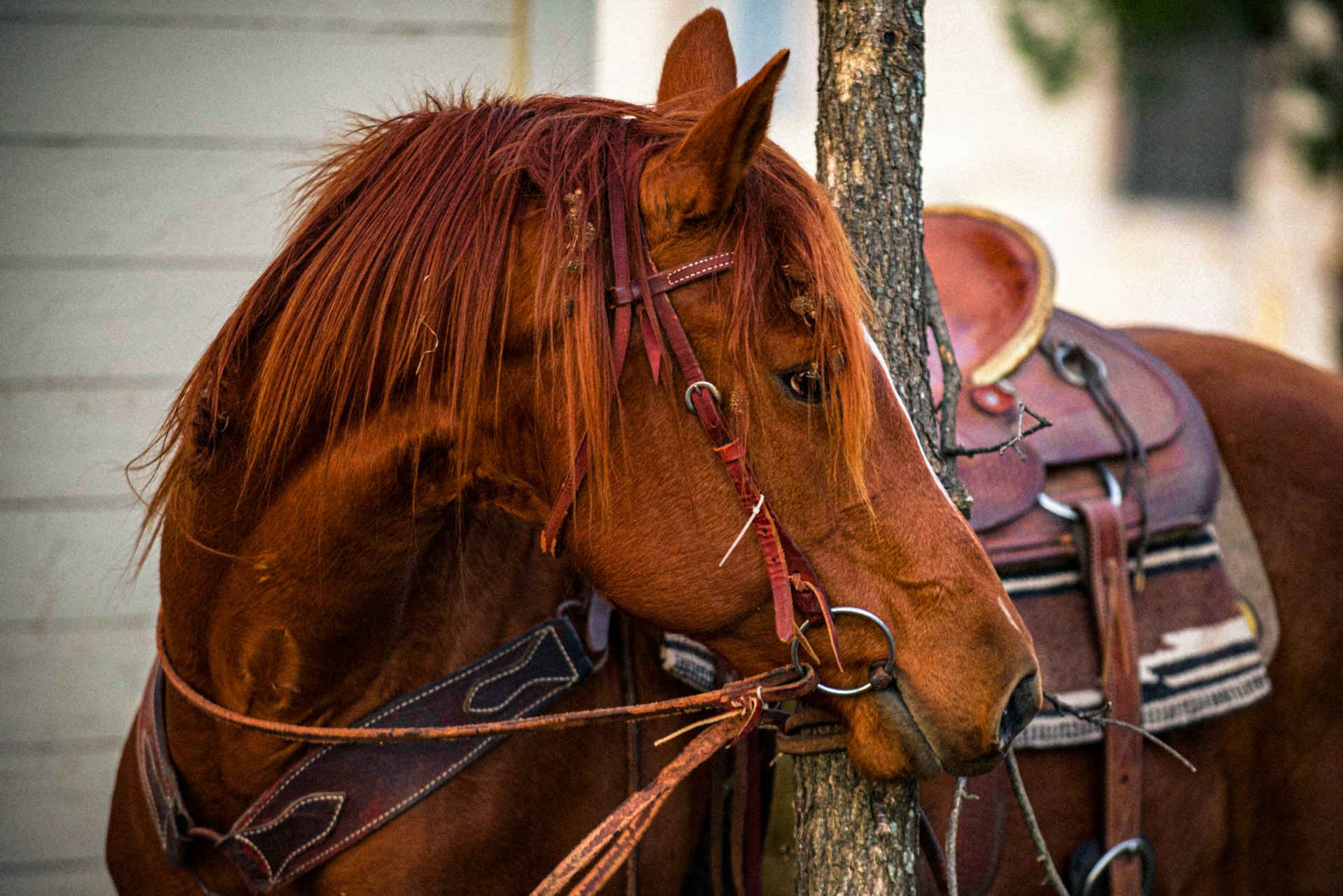 5 American Horse Breeds You Should Know About