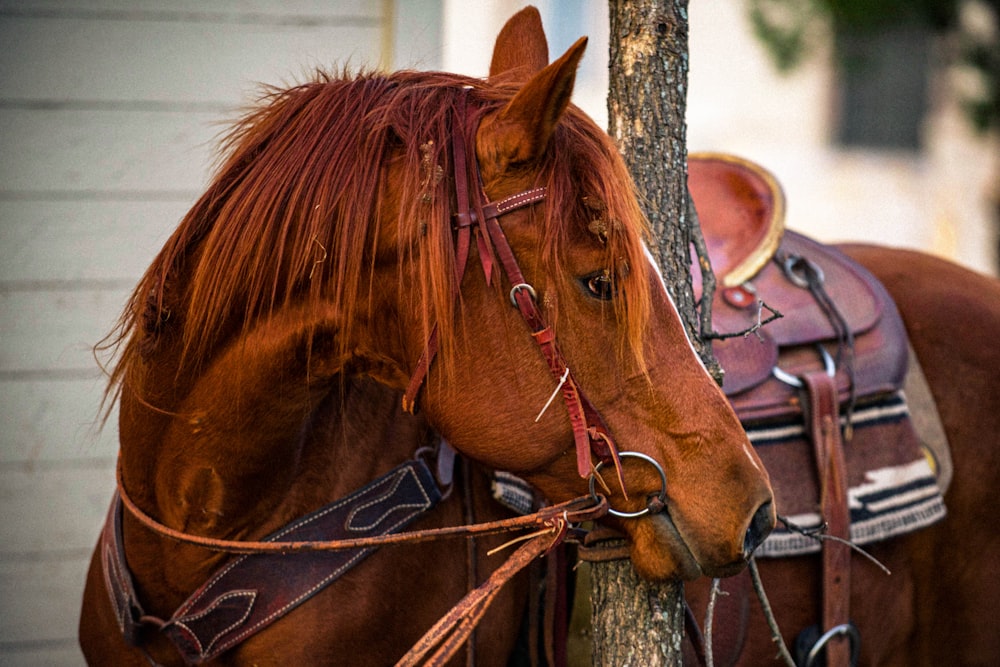 brown horse with brown leather horse saddle