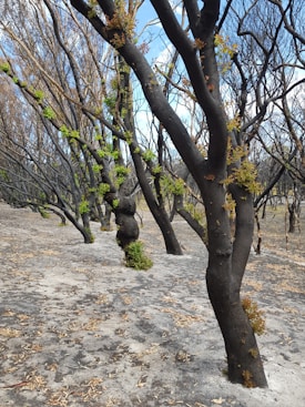 Charred trees with blackened trunks stand in a landscape that appears to have been affected by a fire. There is new, vibrant green growth emerging on the branches and scattered leaves on the ground, suggesting the beginning of regeneration. The sky is visible through the branches with patches of light blue.