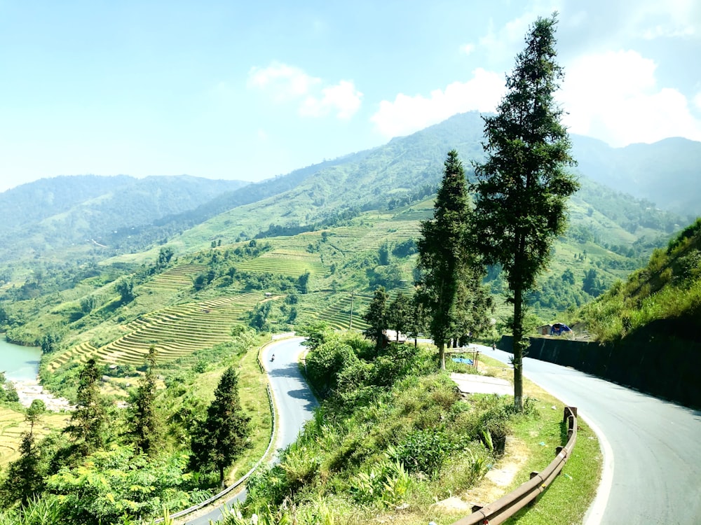 cars on road between green trees during daytime