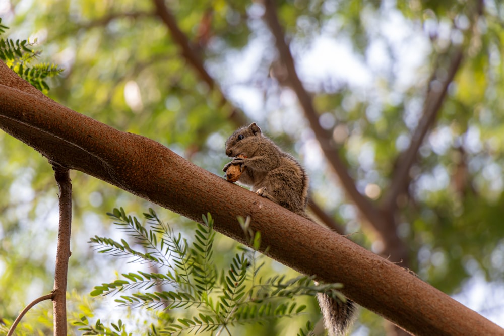 brown and gray squirrel on brown tree branch during daytime