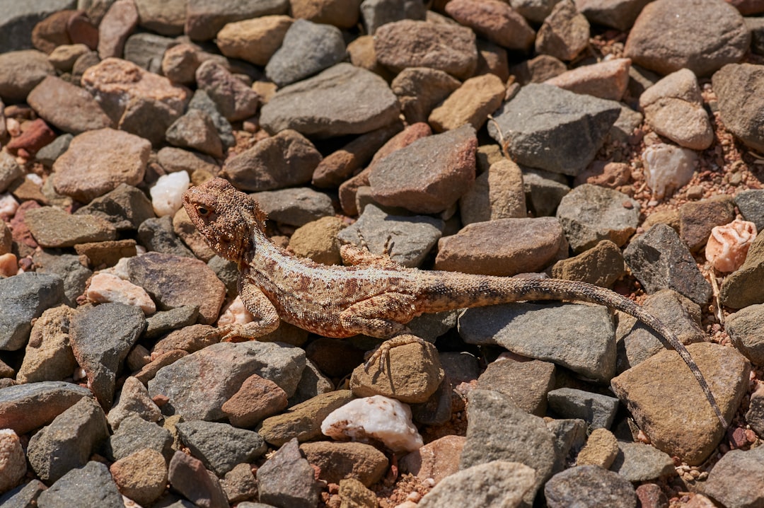 brown and black lizard on brown and gray rocky ground during daytime