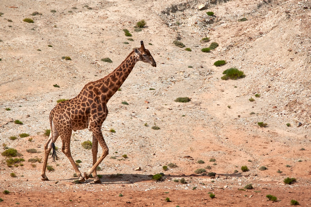 giraffe standing on brown dirt during daytime