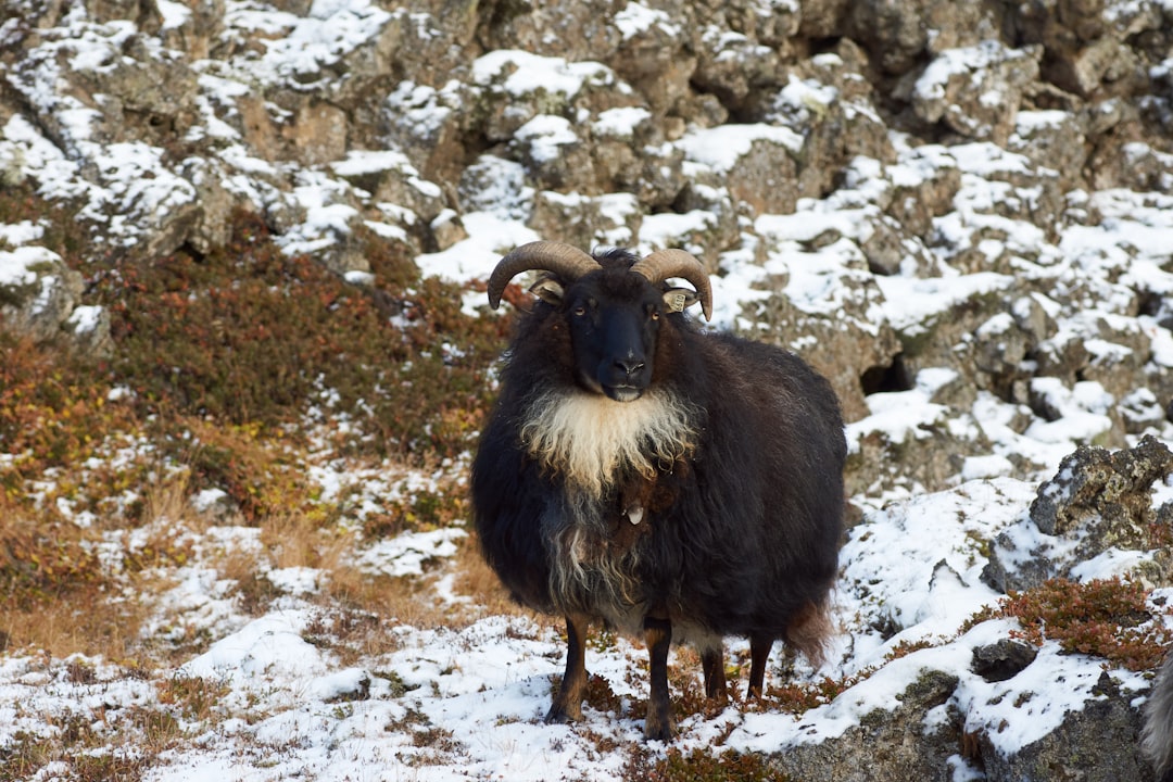 black and white ram on brown and gray rock