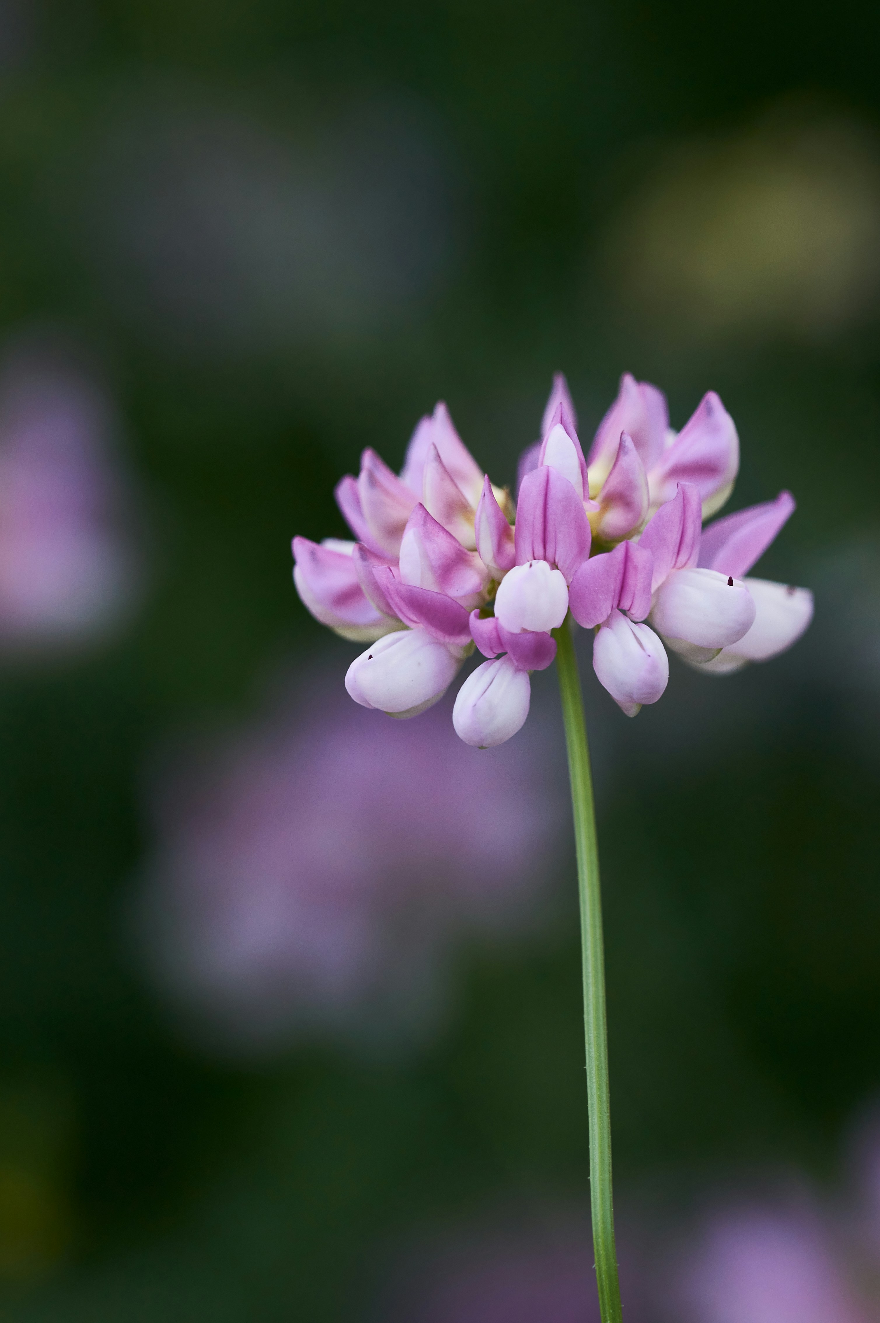 Photo by wolfgang_hasselmann