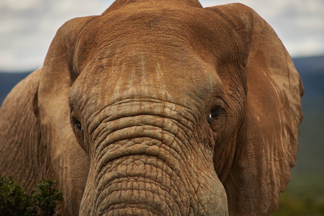 brown elephant on green grass during daytime