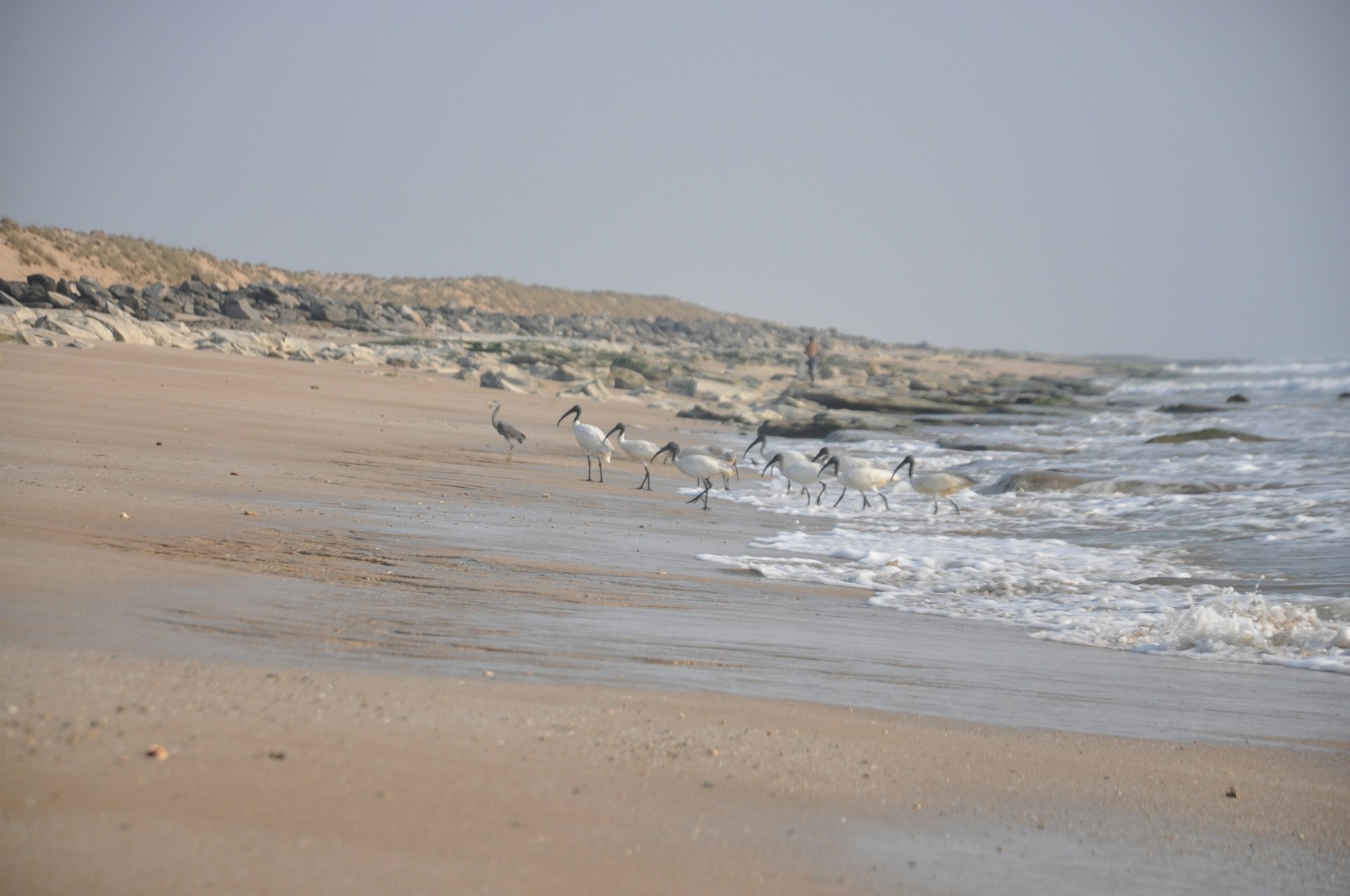 flock of birds on beach during daytime