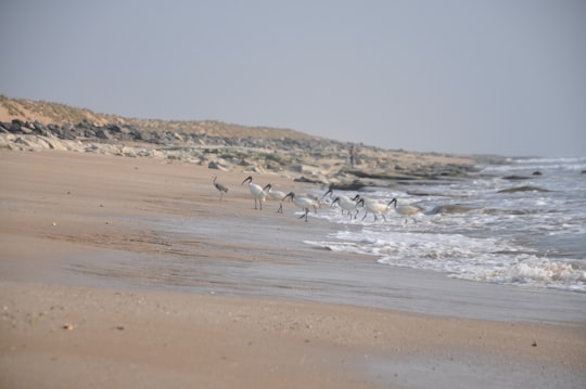 flock of birds on beach during daytime in Porbandar India
