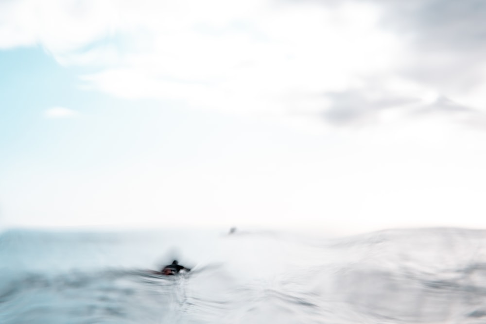 black bird flying over the sea during daytime