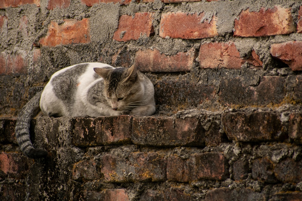 brown tabby cat lying on brick wall