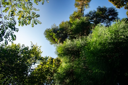 green tree under blue sky during daytime in Kurseong India