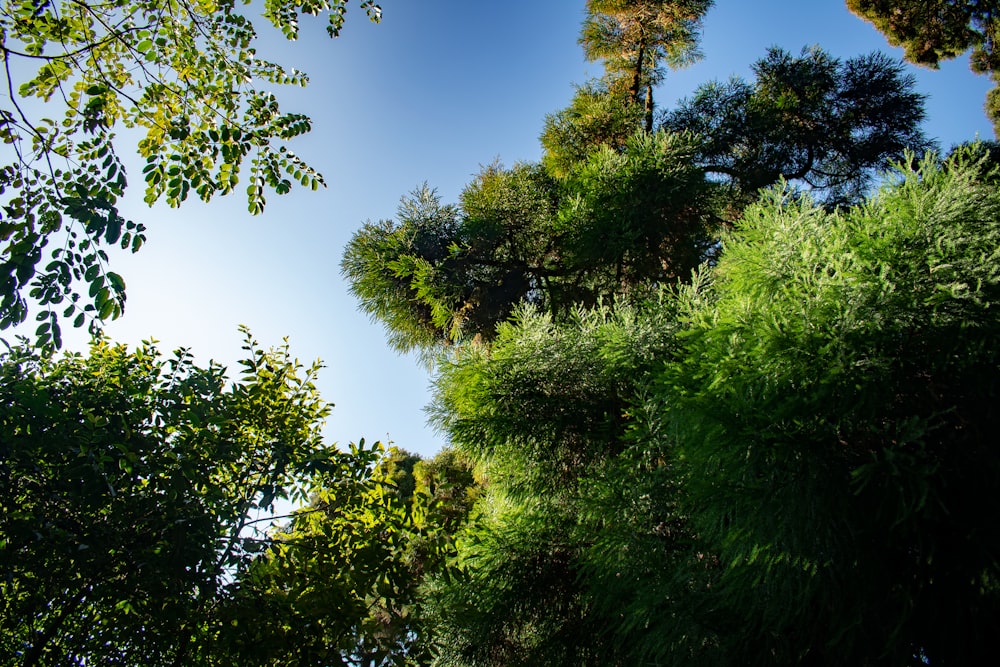 green tree under blue sky during daytime