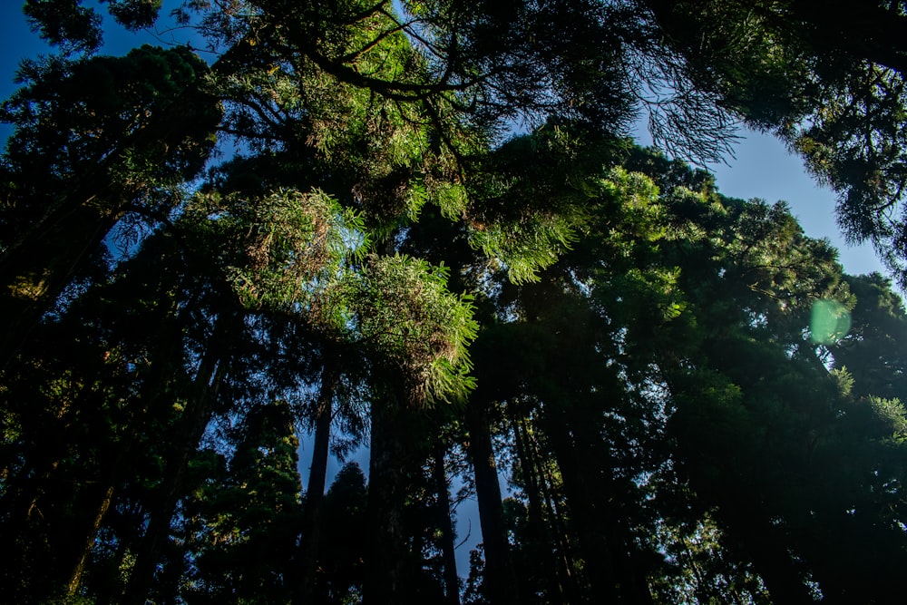 green trees under blue sky during daytime