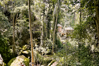 Lush tropical rainforest and traditional indigenous village in Panama.