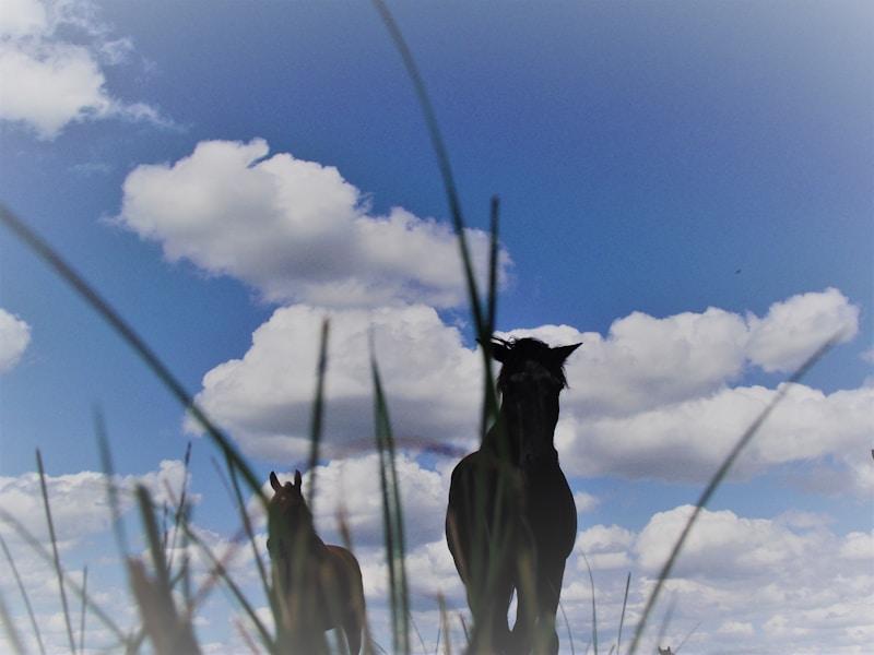 Two horses silhouetted against dramatic dark sky