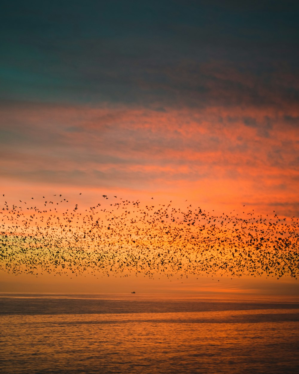 夕暮れ時に海の上を飛ぶ鳥の群れ