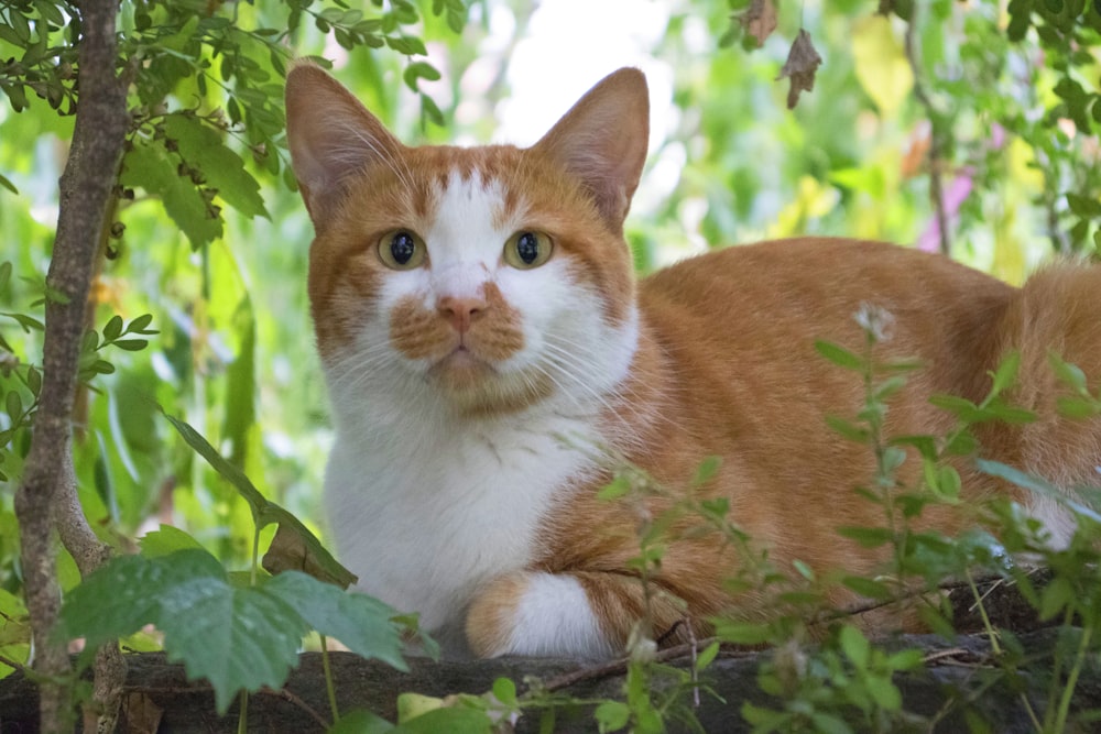 緑の芝生の上のオレンジと白の猫