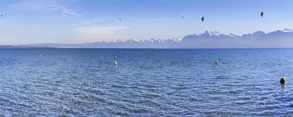 people in body of water during daytime