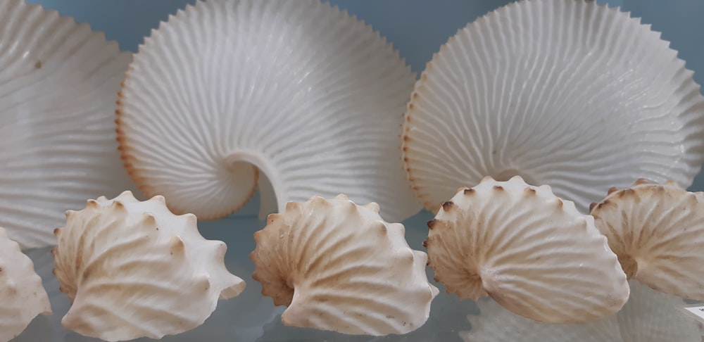 white and brown sea shells