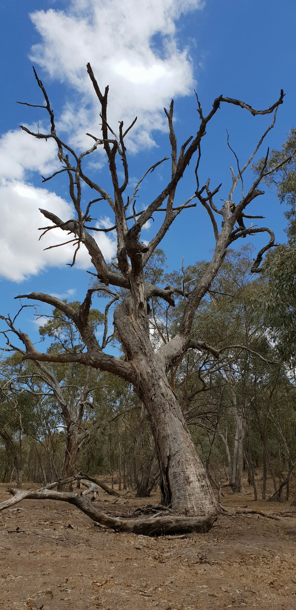 brown bare tree under blue sky during daytime