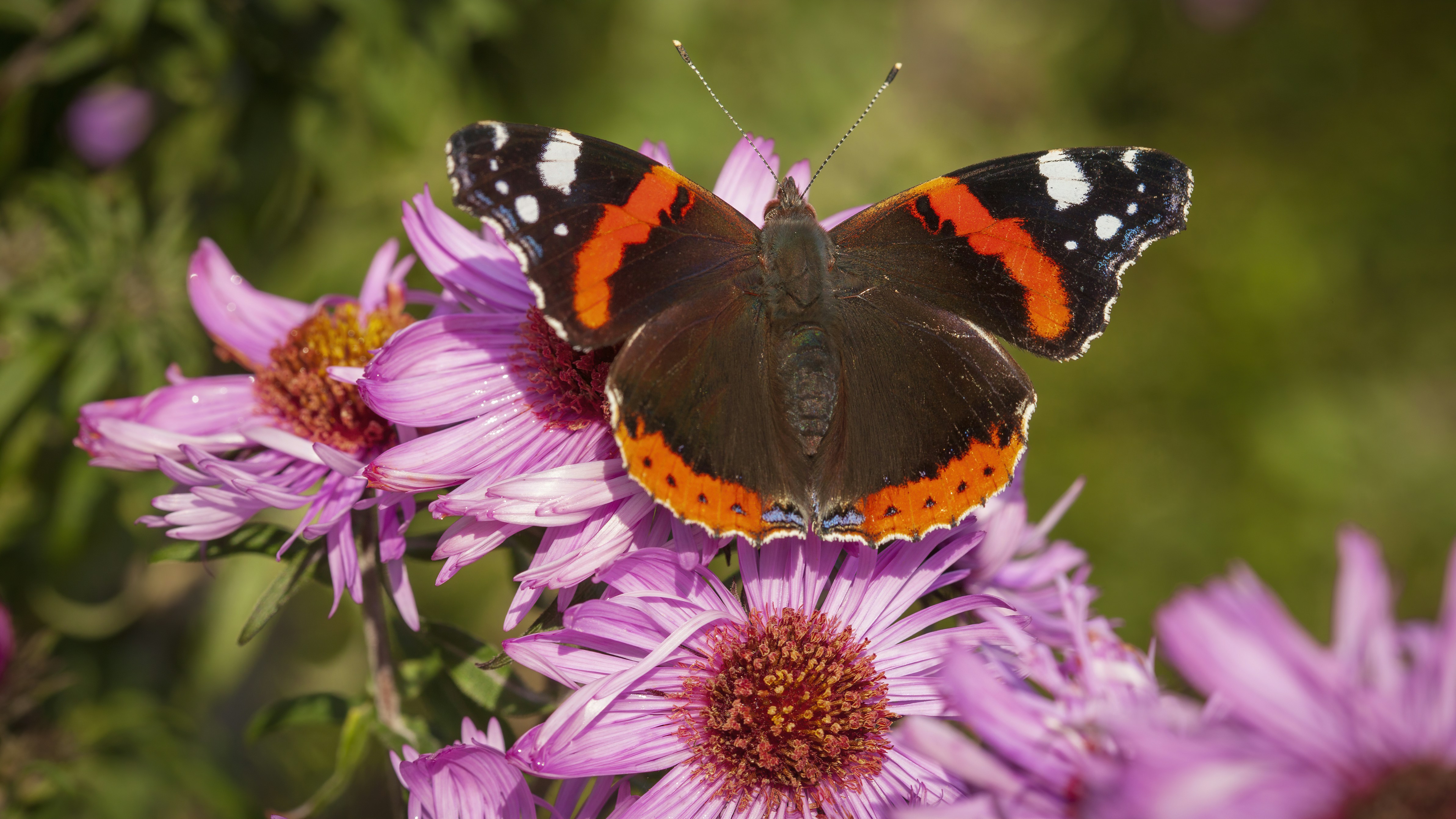 black orange and white butterfly on purple flower