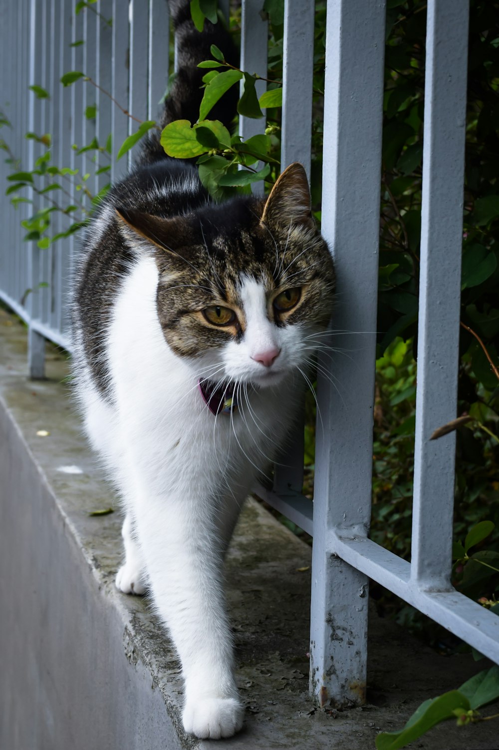 white and brown cat on white wooden fence