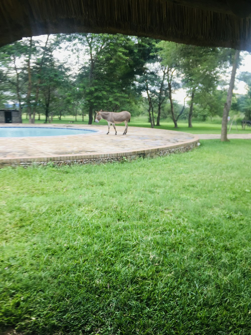 brown deer on green grass field during daytime