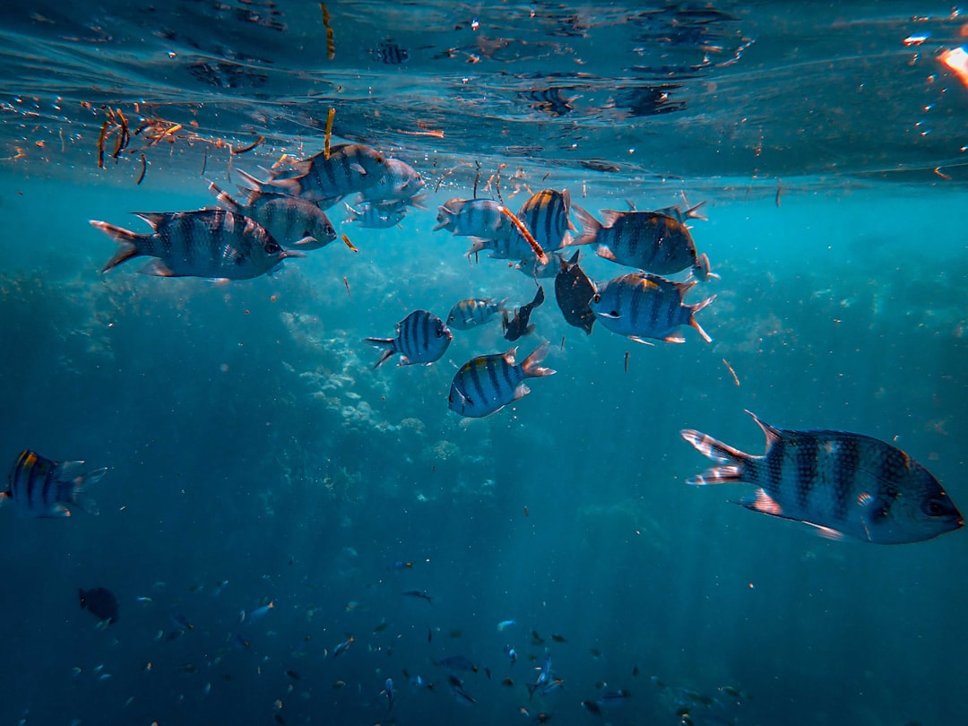 school of fish in water