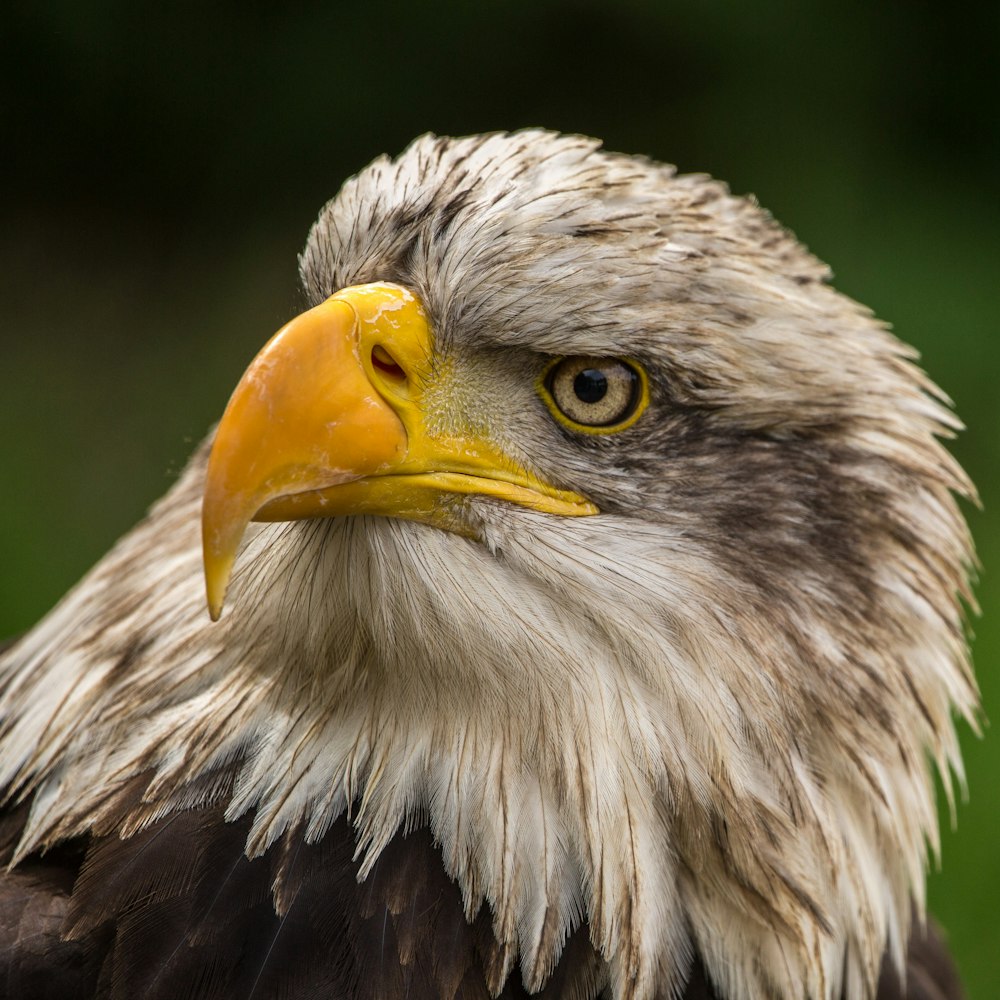 brown and white eagle in close up photography