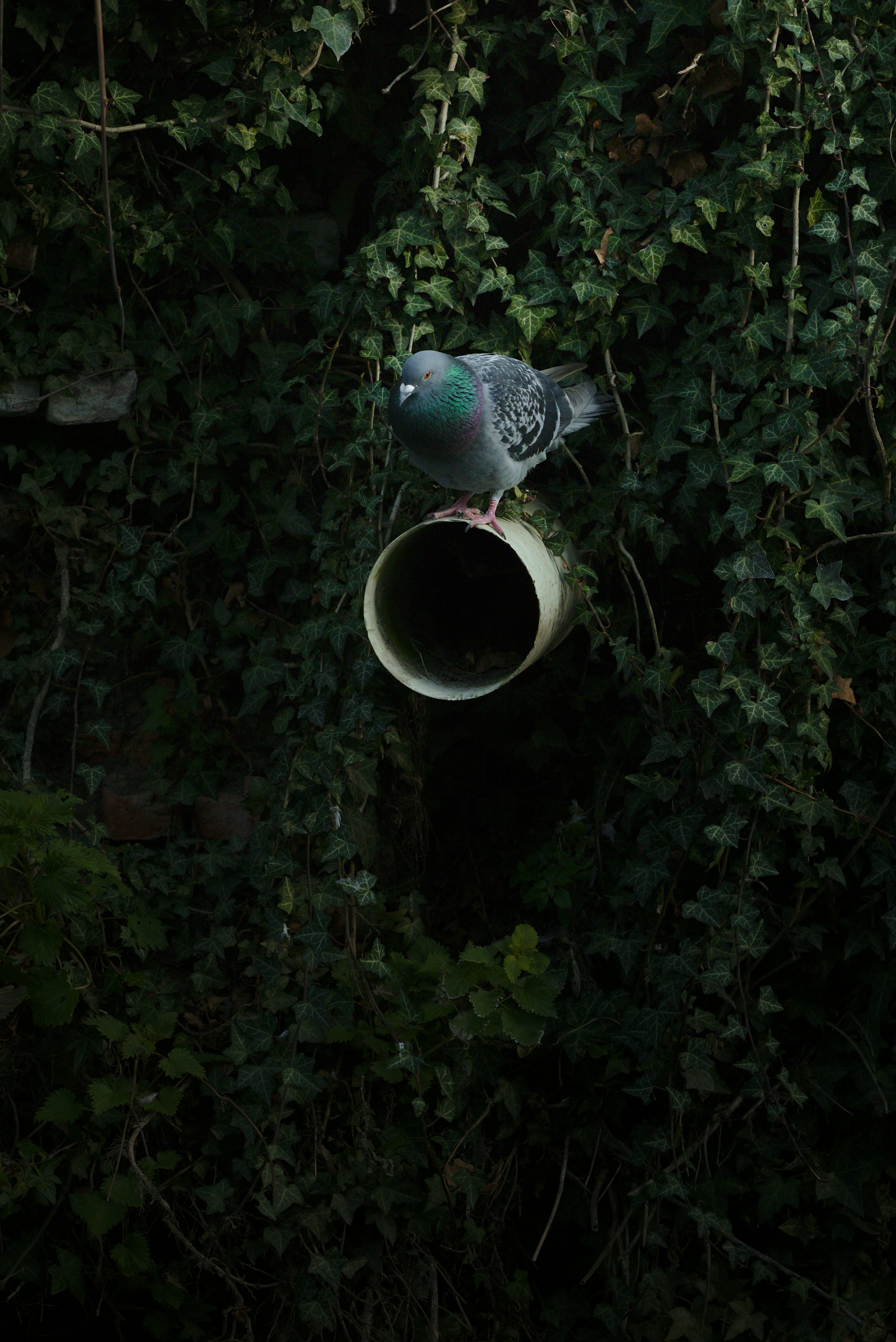 Photo by nicolasdc20