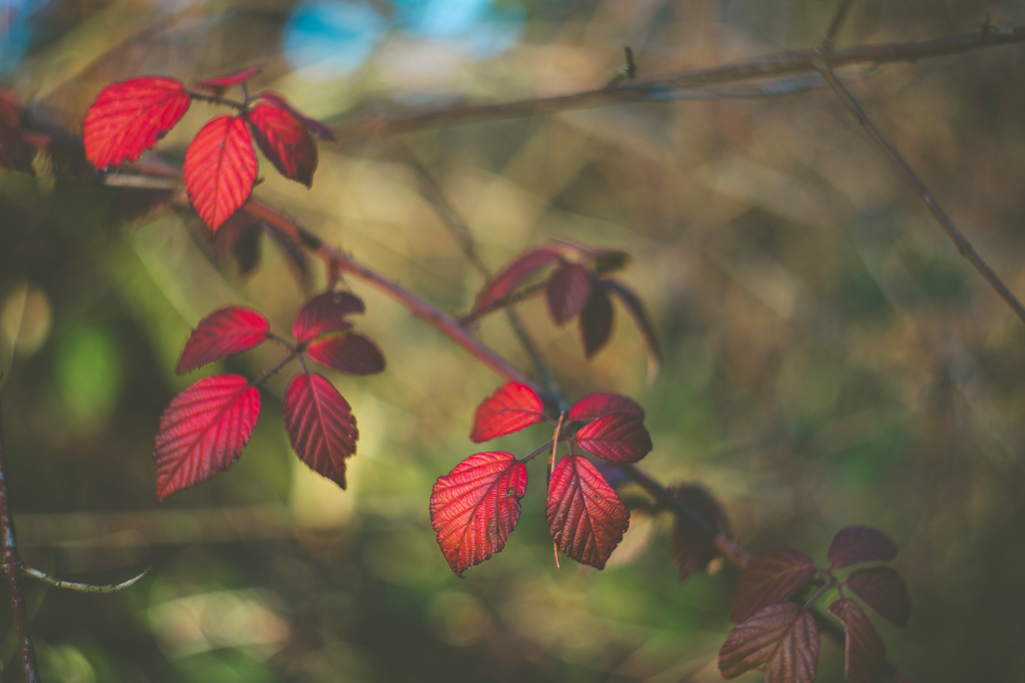 red and green leaves in tilt shift lens