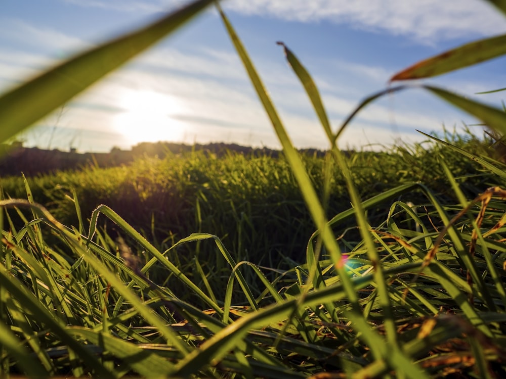 green grass field during daytime