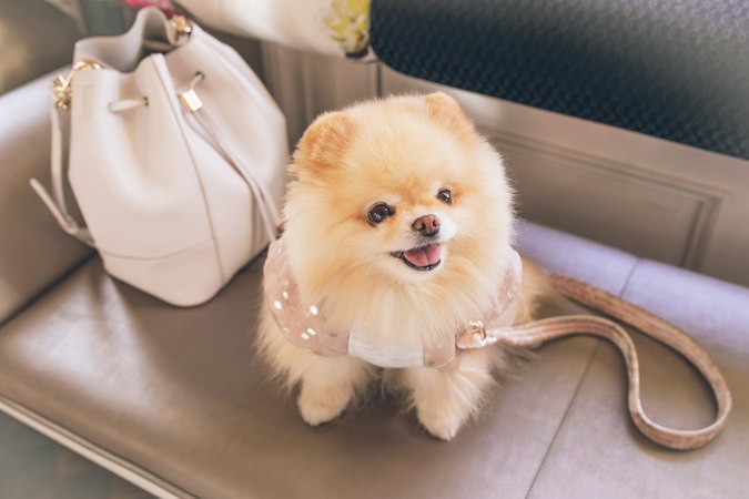 Pomeranian sitting beside a handbag on a padded bench