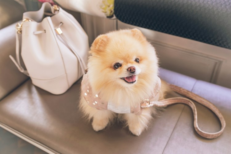 Pomeranian sitting beside a handbag on a padded bench