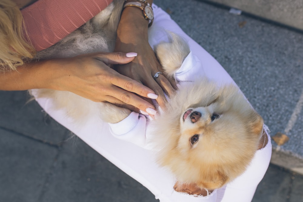 person holding brown long coated dog