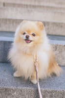 Brown pomeranian puppy