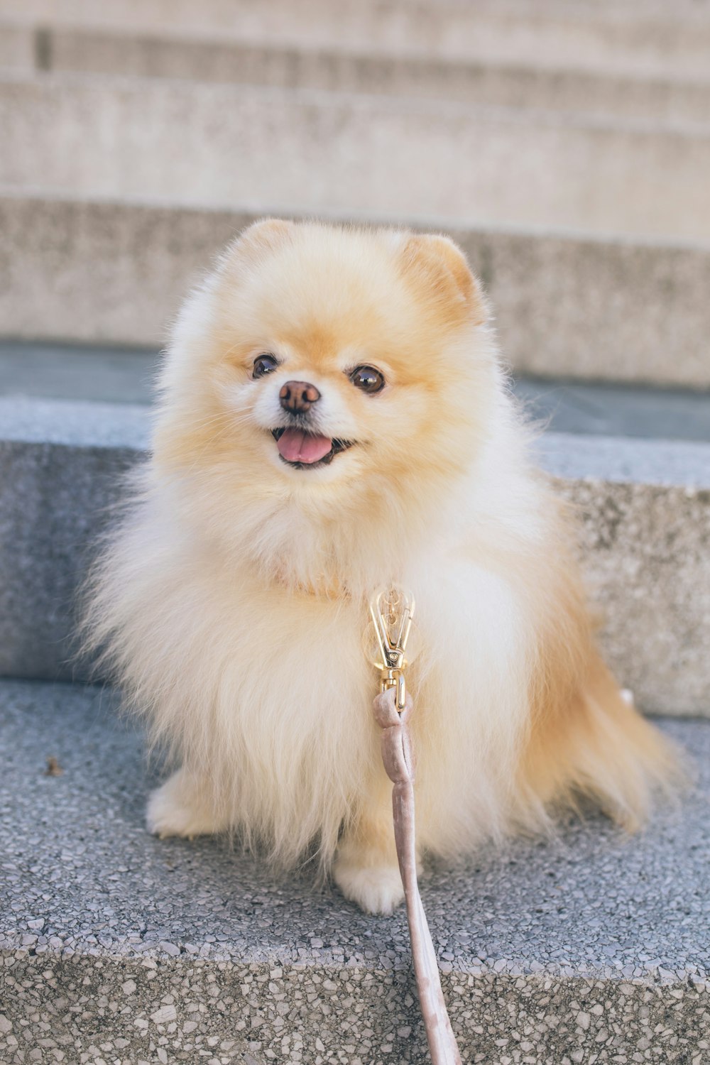 Cachorro de pomerania marrón sobre suelo de hormigón gris