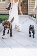 black pug and brown and black short coated small dog on white floor tiles during daytime